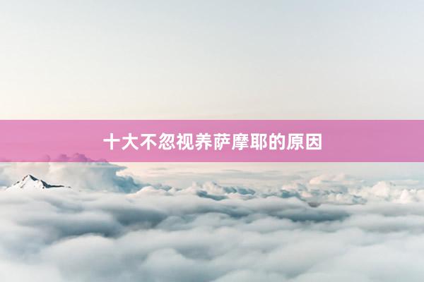 十大不忽视养萨摩耶的原因